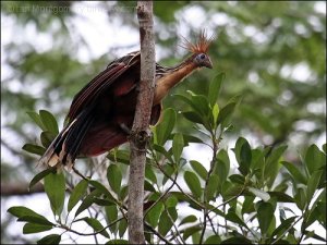 Hoatzin by Ian