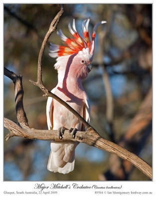 Major Mitchell's Cockatoo by Ian