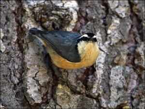 Red-breasted Nuthatch by Ian