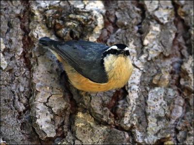 Red-breasted Nuthatch by Birdway