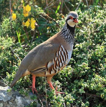 Red-legged Partridge (Alectoris rufa) ©WikiC