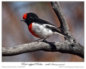 Red-capped Robin
