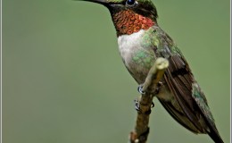 Hummingbird from John 10:10&nbsp;Project