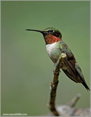 Ruby-throated Hummingbird by Ray's Wildlife