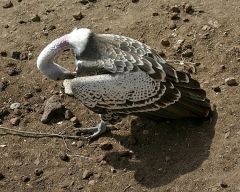 Ruppell's Vulture Ruppell's Vulture
