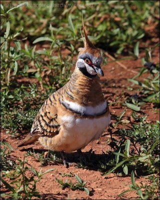 Spinifex Pigeon