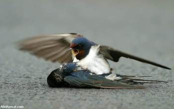 Swallow hit and it's mate