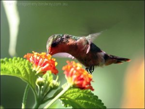 Tufted Coquette by Birdway Tufted Coquette (Lophornis ornatus) by Birdway
