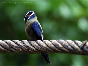 Whiskered Treeswift (Hemiprocne comata) by Ian