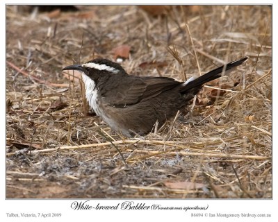White-Browed Babbler by Birdway