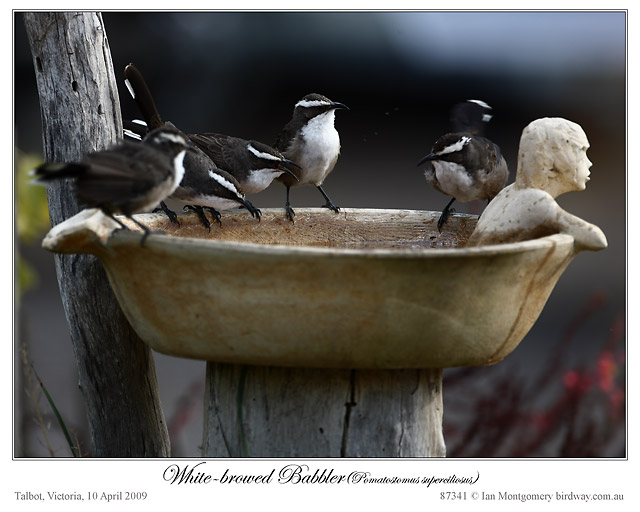 White-browed Babbler by Ian