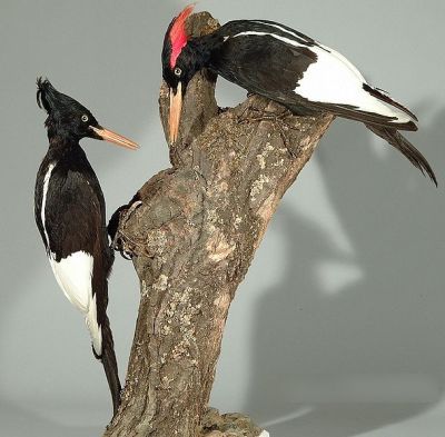 Imperial Woodpecker (Campephilus imperialis) M & F Specimen WikiC