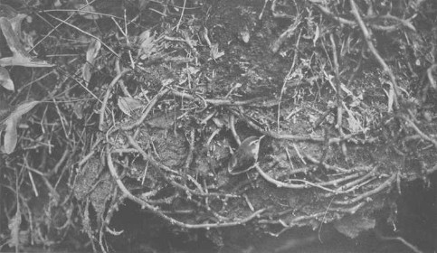 Bushwren (Xenicus longipes longipes) WikiC taken in 1911