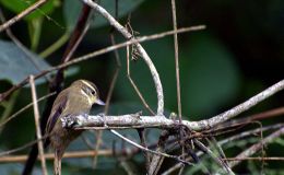 Avian and Attributes –&nbsp;X-Exalted