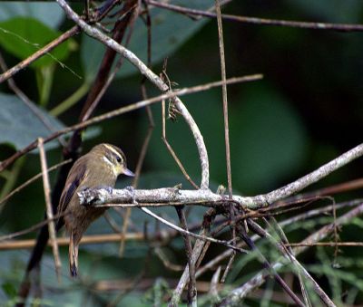 Plain Xenops (Xenops minutus) ©WikiC