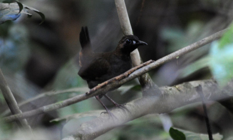 Black-faced Antthrush (Formicarius analis) ©WikiC