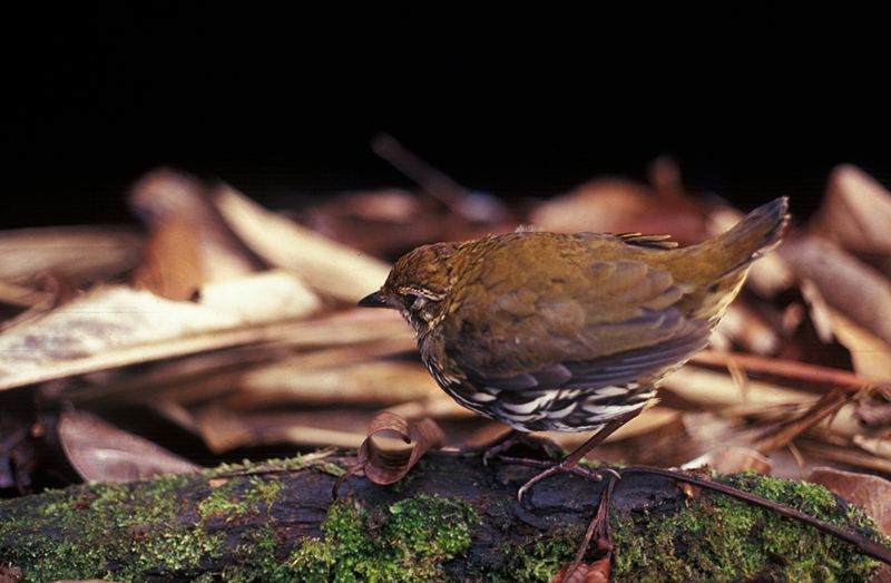 Striated Antthrush (Chamaeza nobilis) ©WikiC
