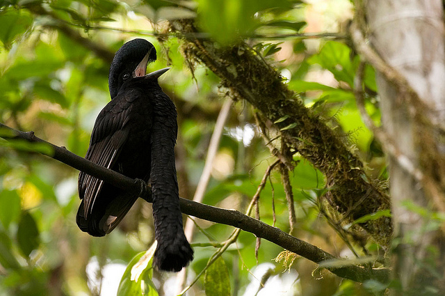 Long-wattled Umbrellabird (Cephalopterus penduliger) ©©Mindoconexion