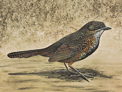 Rufous Scrubbird (Atrichornis rufescens) ©WikiC