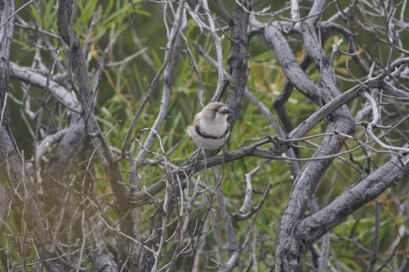 Banded Whiteface (Aphelocephala nigricincta) IBC Edward Smith