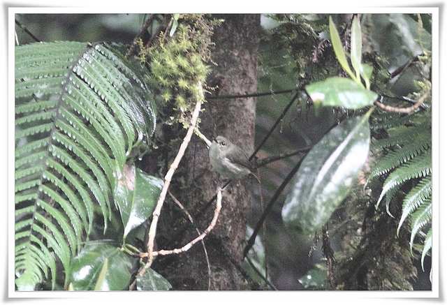 Grey-green Scrubwren (Aethomyias arfakianus) ccRoss@Texas