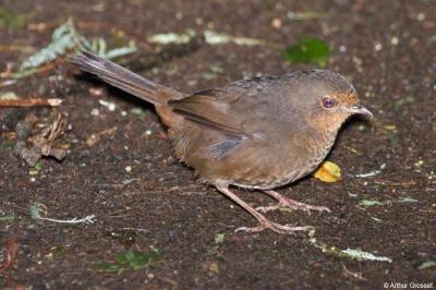 Pilotbird (Pycnoptilus floccosus) by AGrosset