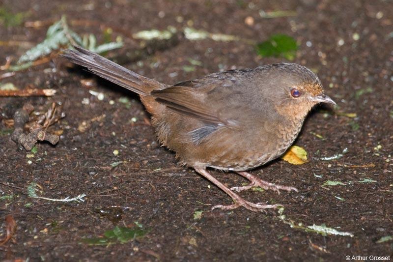 Pilotbird (Pycnoptilus floccosus) by AGrosset