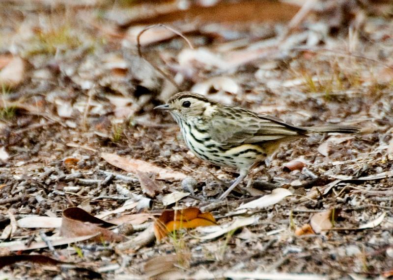 Speckled Warbler (Pyrrholaemus sagittatus) by Tom Tarrant