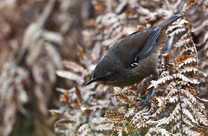 Tasmanian Scrubwren (Sericornis humilis) ©©WikiC