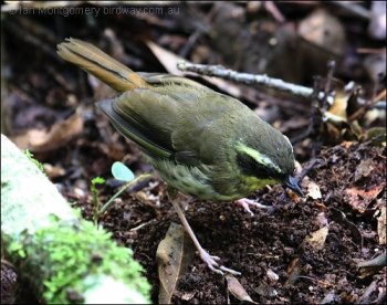 Yellow-throated Scrubwren (Sericornis citreogularis) by Ian