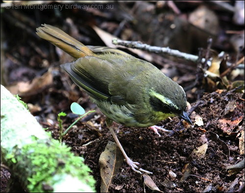 Yellow-throated Scrubwren (Neosericornis citreogularis) by Ian