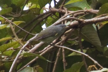 Obscure Berrypecker (Melanocharis arfakiana) CC maholyoak