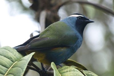 Crested Berrypecker (Paramythia montium) ©WikiC