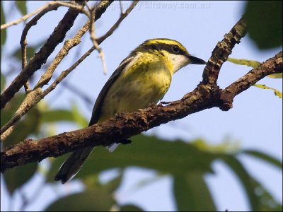 Yellow-breasted Boatbill (Machaerirhynchus flaviventer) by Ian