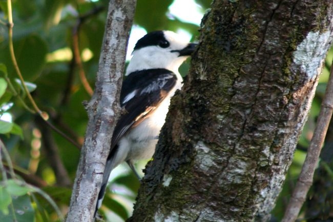 Hook-billed Vanga (Vanga curvirostris) ©WikiC