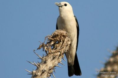 White-headed Vanga (Artamella viridis) ©WikiC