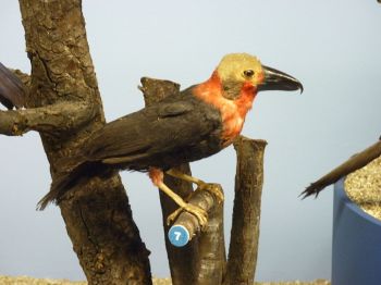 Mounted Bornean Bristlehead (Pityriasis gymnocephala), at the Muséum d'Histoire naturelle de Genève. ©WikiC