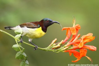 Common Iora (Aegithina tiphia) by Clement Francis