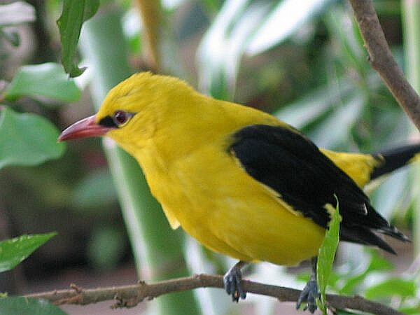 Eurasian Golden Oriole (Oriolus oriolus) WikiC