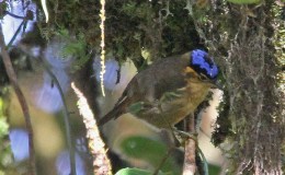 IOC Version 4.3 Update&nbsp;Complete