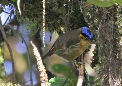 Blue-capped Ifrita (Ifrita kowaldi) cc jerryoldenettle