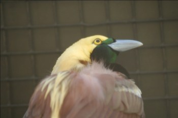 Raggiana Bird-of-paradise (Paradisaea raggiana) by Dan