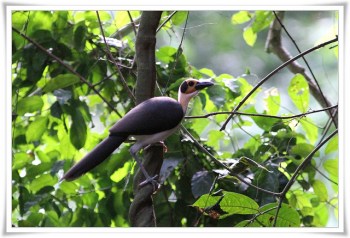 White-necked Rockfowl (Picathartes gymnocephalus) ©©Ross@Texas