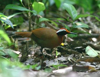 Rail-babbler (Eupetes macrocerus) by Peter Ericsson