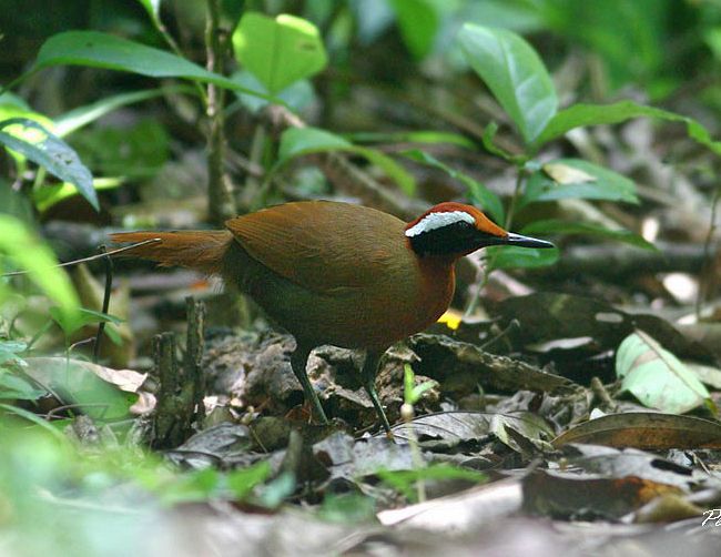 Rail-babbler (Eupetes macrocerus) by Peter Ericsson