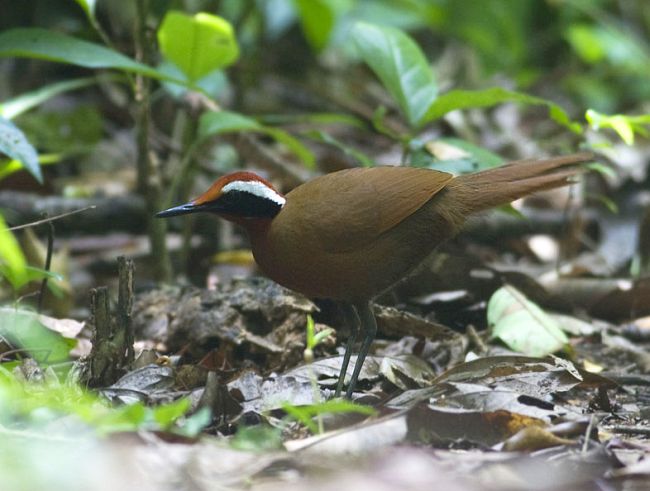 Rail-babbler (Eupetes macrocerus) by Peter Ericsson