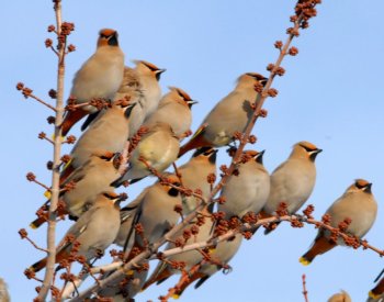 Bohemian Waxwing (Bombycilla garrulus) ©©Paul Higgins Bohemian Waxwing (Bombycilla garrulus) ©©Paul Higgins