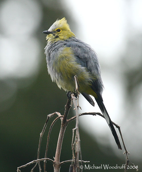 Long-tailed Silky-flycatcher (Ptilogonys caudatus) by Michael Woodruff