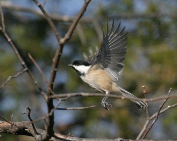 Black-capped Chickadee (Poecile atricapillus) by Kent Nickell Black-capped Chickadee (Poecile atricapillus) by Kent Nickell