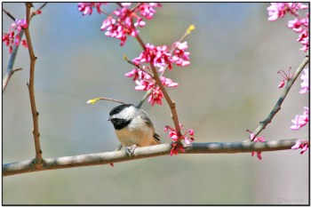 Carolina Chickadee (Poecile carolinensis) by Daves BirdingPix Carolina Chickadee (Poecile carolinensis) by Daves BirdingPix